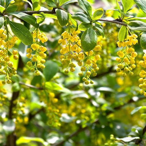 what is berberis vulgaris.